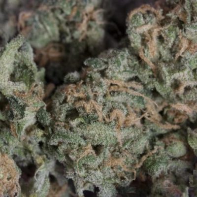Buy Chocolope marijuana Strain: A Collection Of Hazes