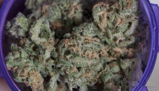 Buy Chocolope marijuana Strain: A Collection Of Hazes