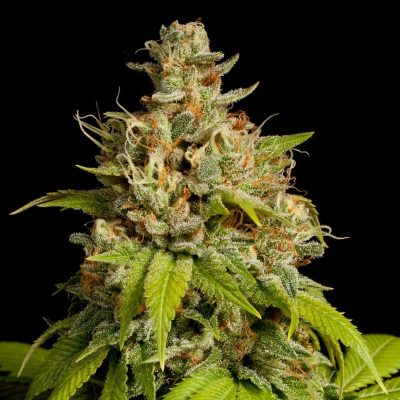 durban poison seeds for sale