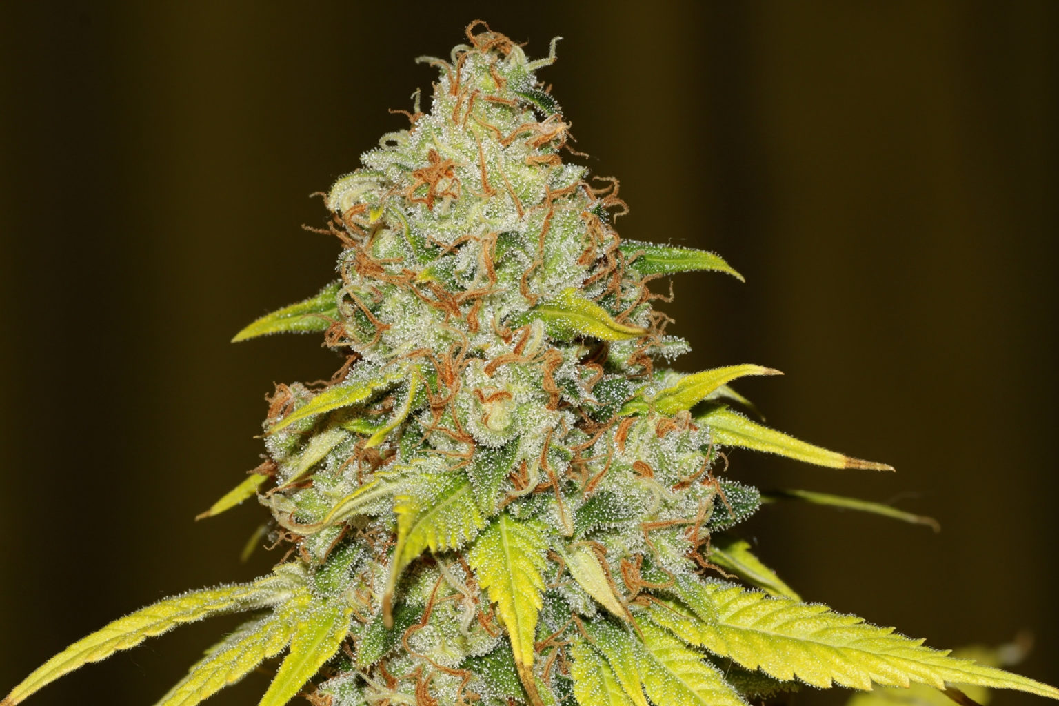 Buy Skunk #1 Feminized Seeds Buy Skunk #1 Feminized Seeds