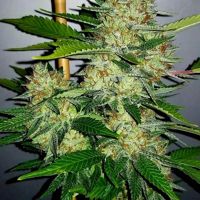 Super Silver Cheese Feminized Seeds