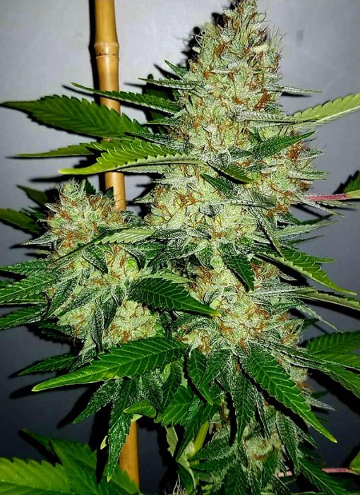Super Silver Cheese Feminized Seeds