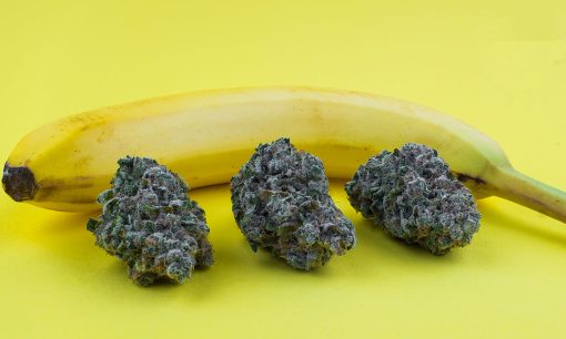 Chiquita Banana Strain