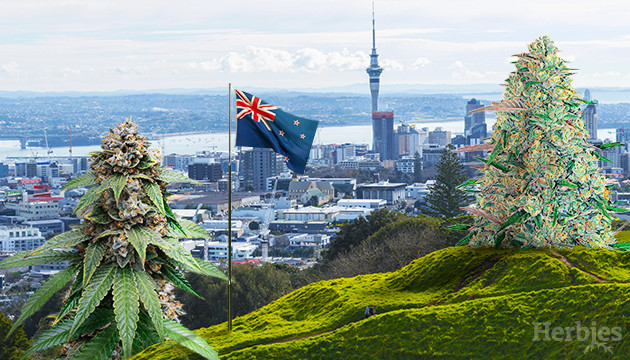 Buy marijuana in Auckland