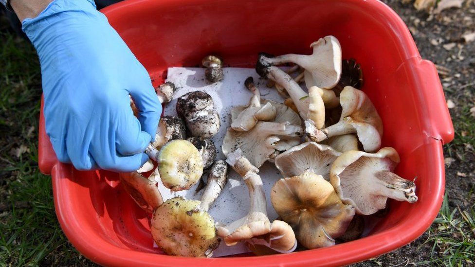 Buy mushrooms online in Australia