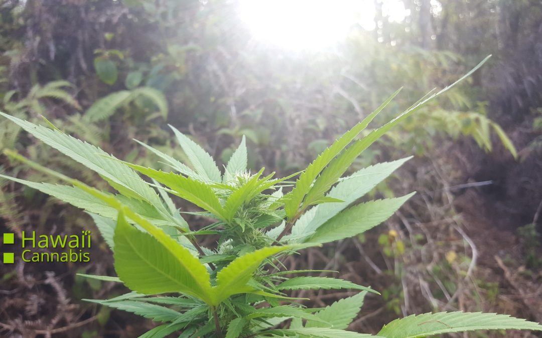 Buy weed in Hawaii